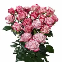 Barit Spray Rose