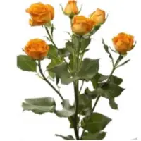 Orange Babe Spray Rose