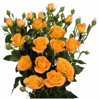 Marisa Spray Rose
