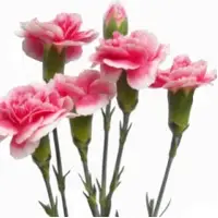 Cherry Tessino Flowers