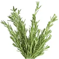 Rosemary