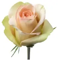 Catch Rose