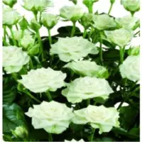 Snowflake Spray Rose