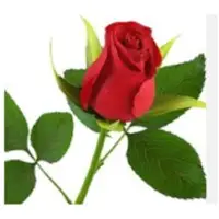 Red rose
