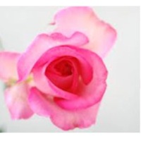 Pink rose
