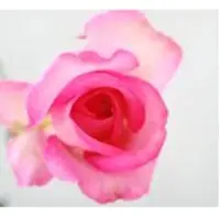 Pink rose