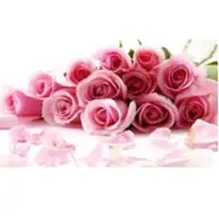 Fresh rose