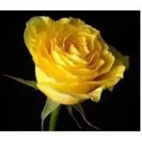 Yellow Rose