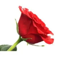 Fresh Red Rose