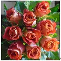Gypsy Curiosa Rose
