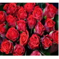 Eltoro Rose