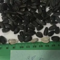 Sunflower Seed 38MM Grade AA