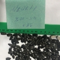 Sunflower Seed Grade AAA