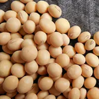 Soya Bean Non-gmo