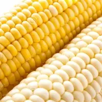 White and Yellow Corn For Human