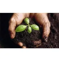 Biochar