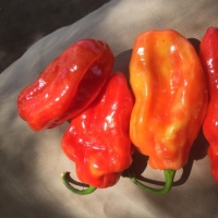 Habanero
