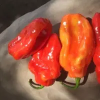 Habanero