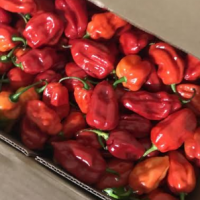 Red Hot Habanero Chillis