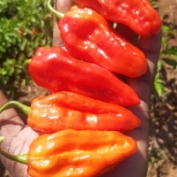 Habaneros
