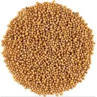 Yellow Mustard Seed
