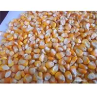 Yellow maize