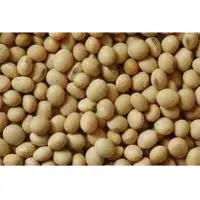 Soybean
