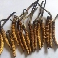 Cordyceps Sinensis, Lingzhi Mushroom