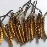 Cordyceps Sinensis, Lingzhi Mushroom