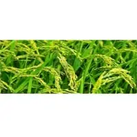 Herbal fertilizer