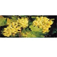 Herbal plant growth promoter