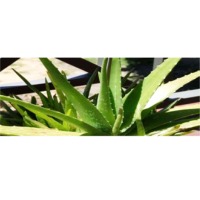 Plant extracts