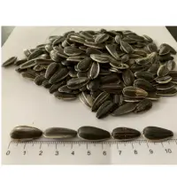 Confectionary Sunflower Seeds