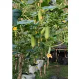 Fresh Vegetables Cucumber Baby