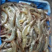 Chilled Vanami Shrimps Or Prawns