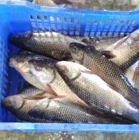 Rohu Fish