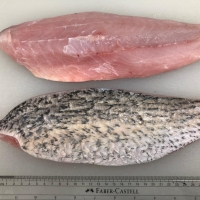 Fresh Baramundi, Goldband Snapper Fillet