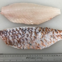 Fresh Parrot Fish & Coral Trout Fillet