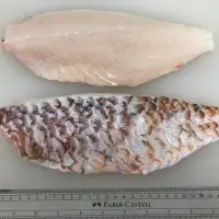 Fresh Parrot Fish & Coral Trout Fillet