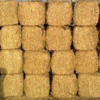 Wheat Straw