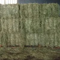 Rhodes Grass