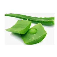 Aloe Vera Leaves