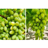 Grapes Sonata Quality