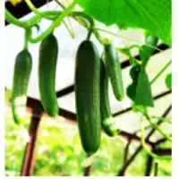 Cucumber