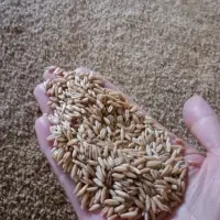 Polish Naked Oat