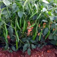 Green Chilli