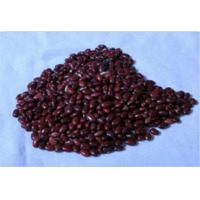 Haricot Bean