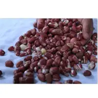 Groundnut