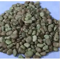 Faba Bean