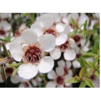 Manuka White Honey